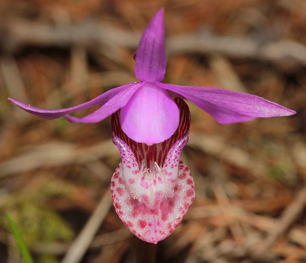 A calypso orchid at Rattlesnake National Recreation Area