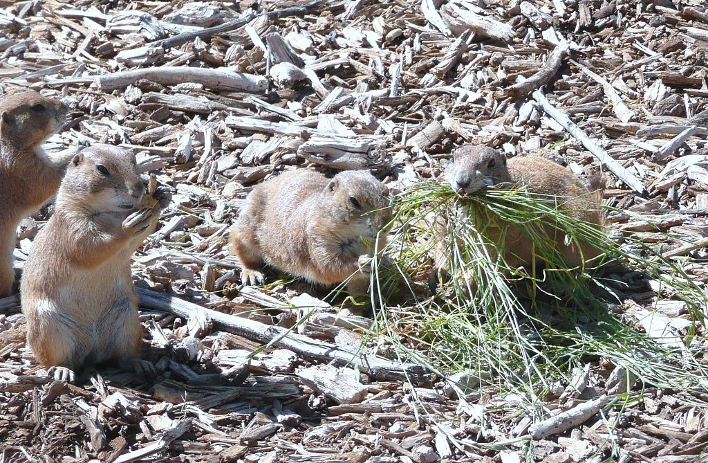Prairie dogs at Prairie Dog Town