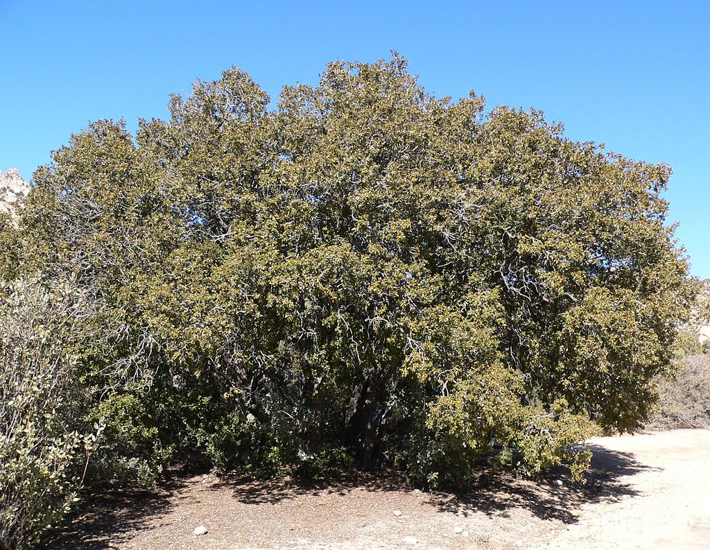 Quercus chrysolepis in Caruthers Canyon