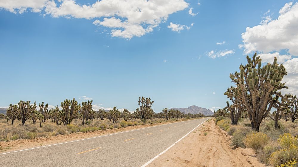 View of Joshua Trees along Cima road