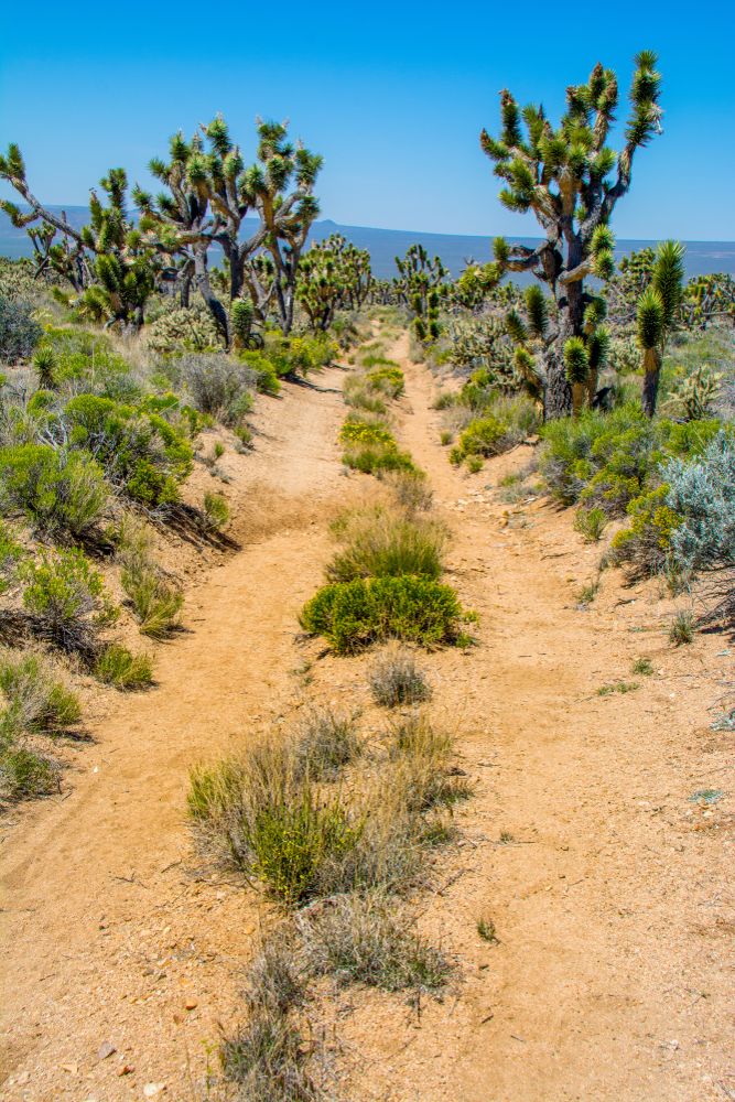 Trail lined with Joshua Trees at Mojave National Preserve
