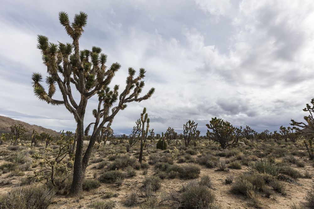 Cluster of Joshua Trees