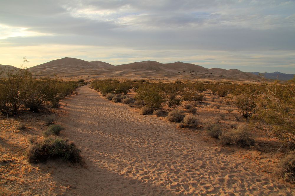 Footprints along Kelso Dunes Trail