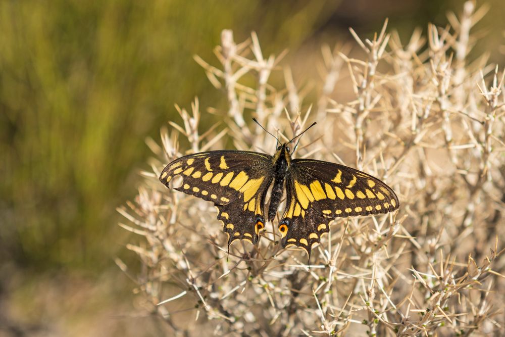 A beautiful butterfly in Teutonia Peak Trail