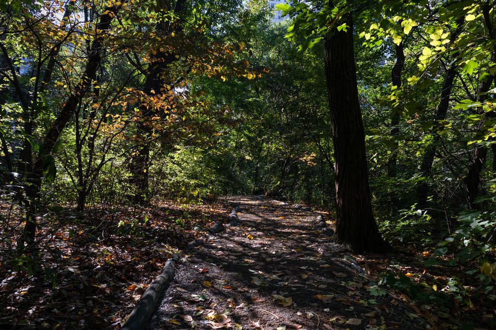 Trail at Hallett Nature Sanctuary