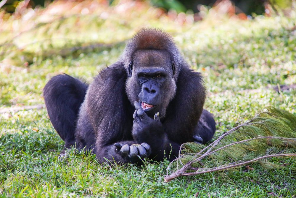 A gorilla at Monkey Jungle