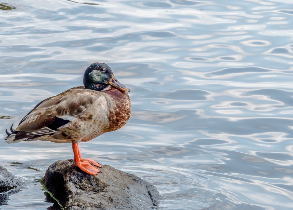 A duck near the waters of Cane Creek Park
