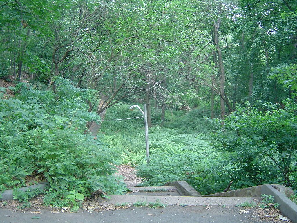 Forest at glenfield park.