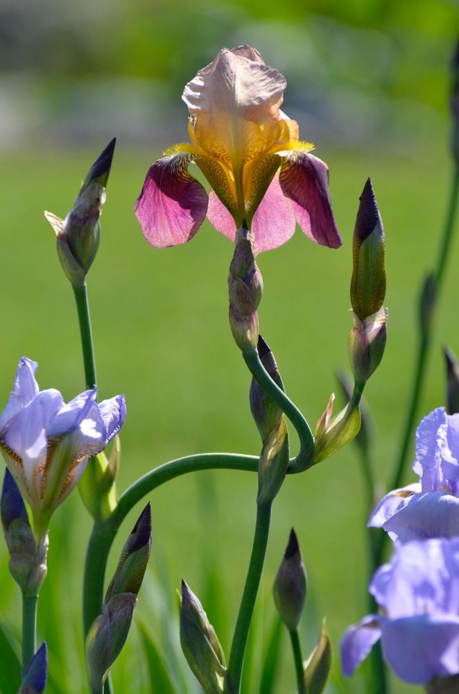 Pink, yellow, and purple flowers at Presby Memorial Iris Gardens.