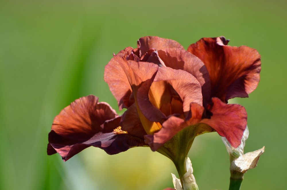 Red flower at Presby Memorial Iris Gardens.