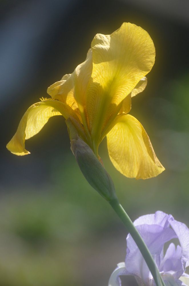 Yellow flower at Presby Memorial Iris Gardens.