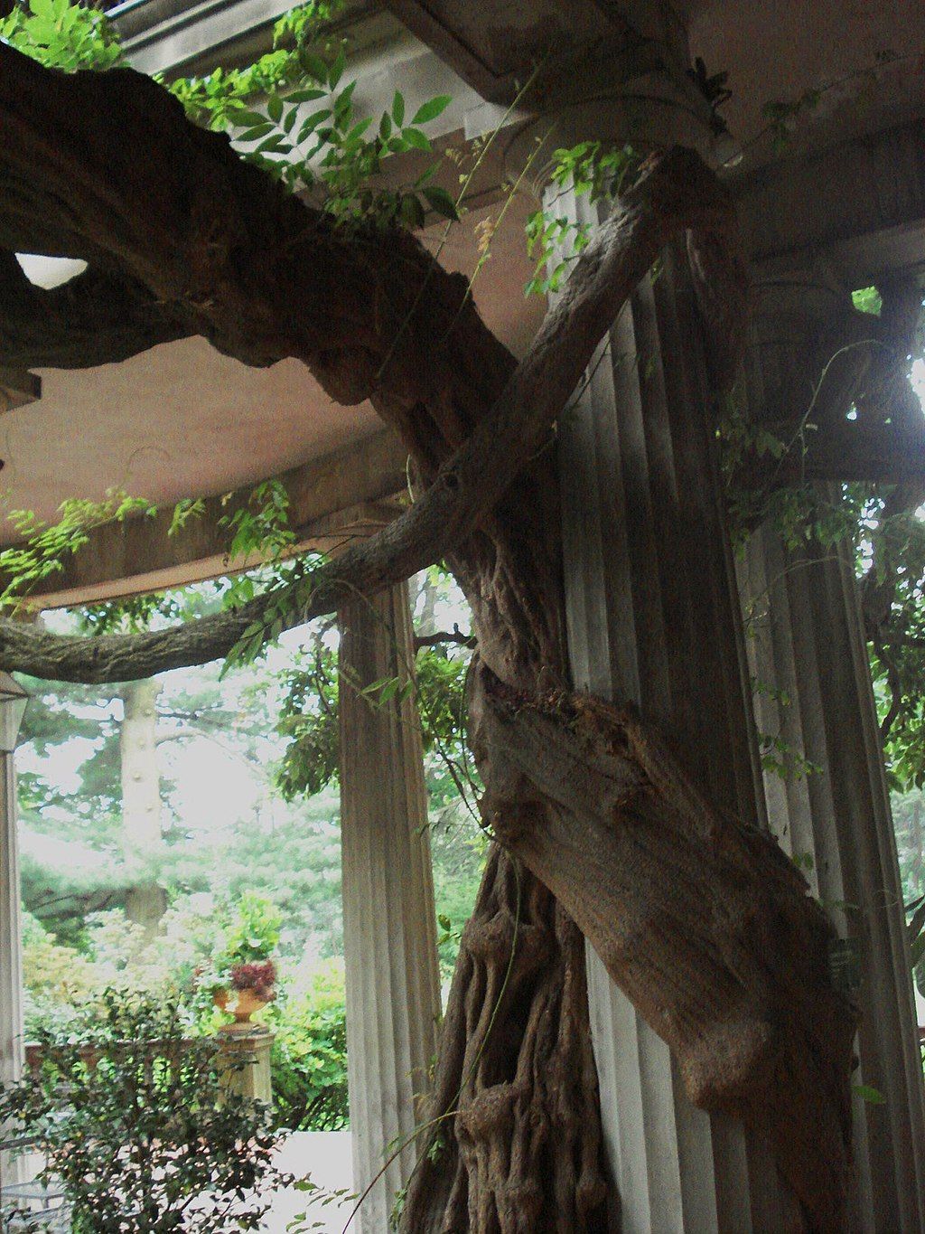 Tree at Van Vleck House and Gardens.