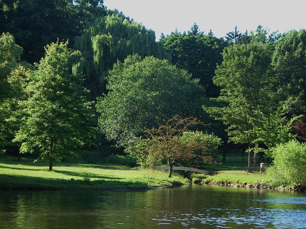 Trees at yantacaw brook park.