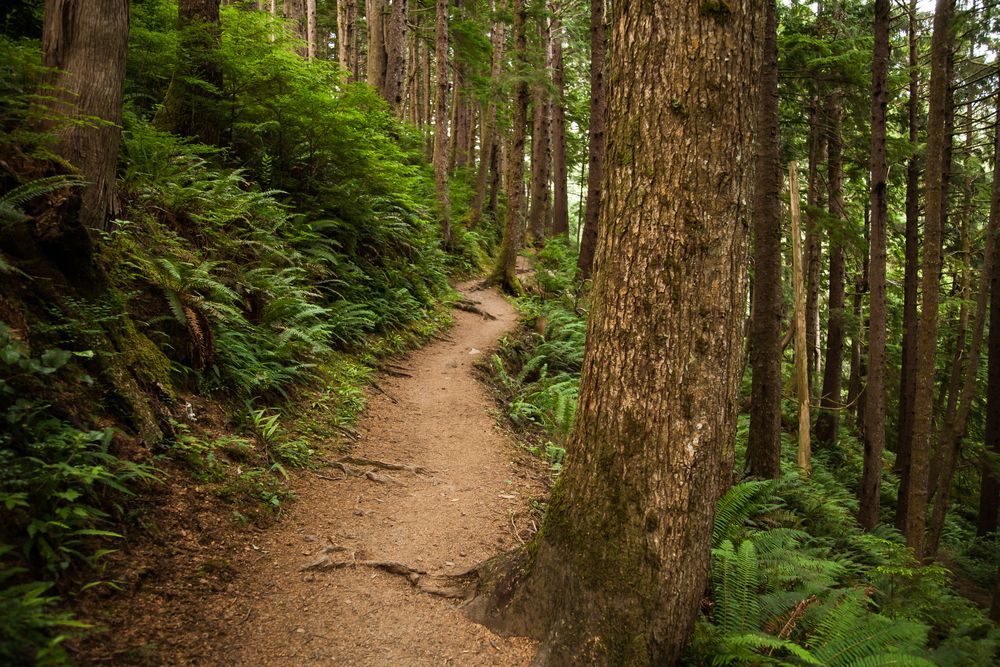 Nature trail at Oswald West State Park