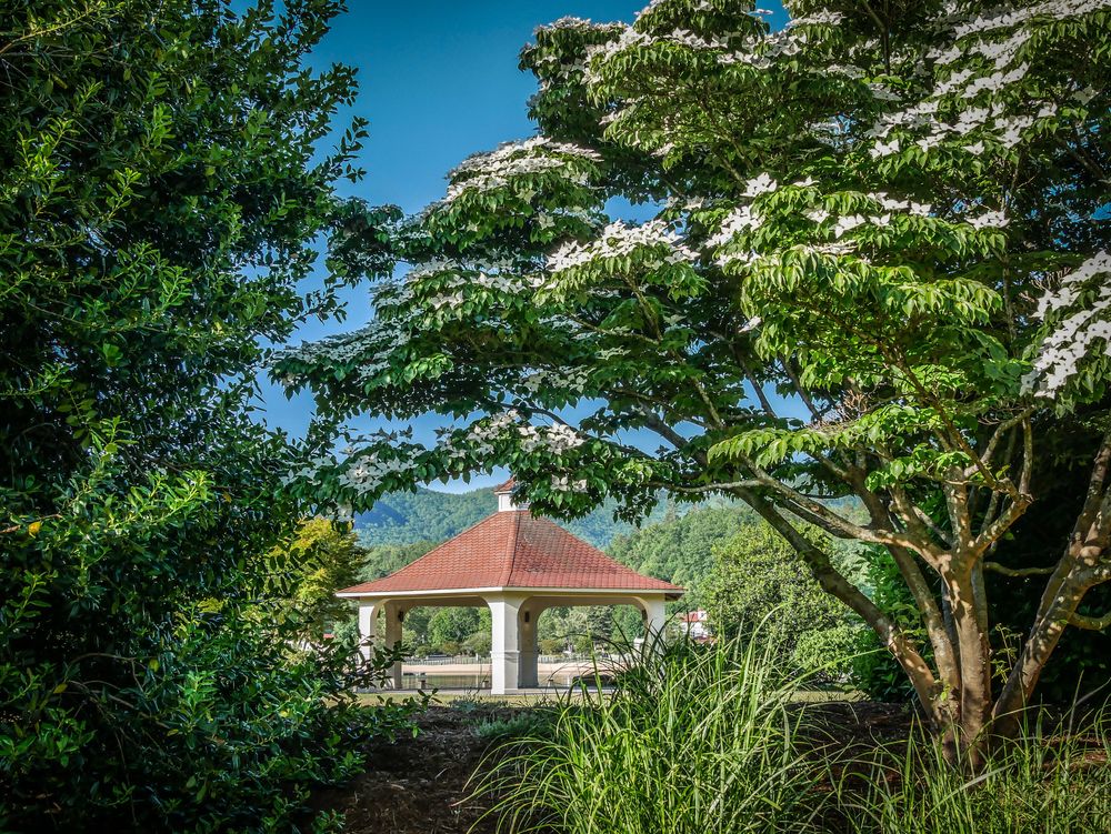 Trees at Morse Park