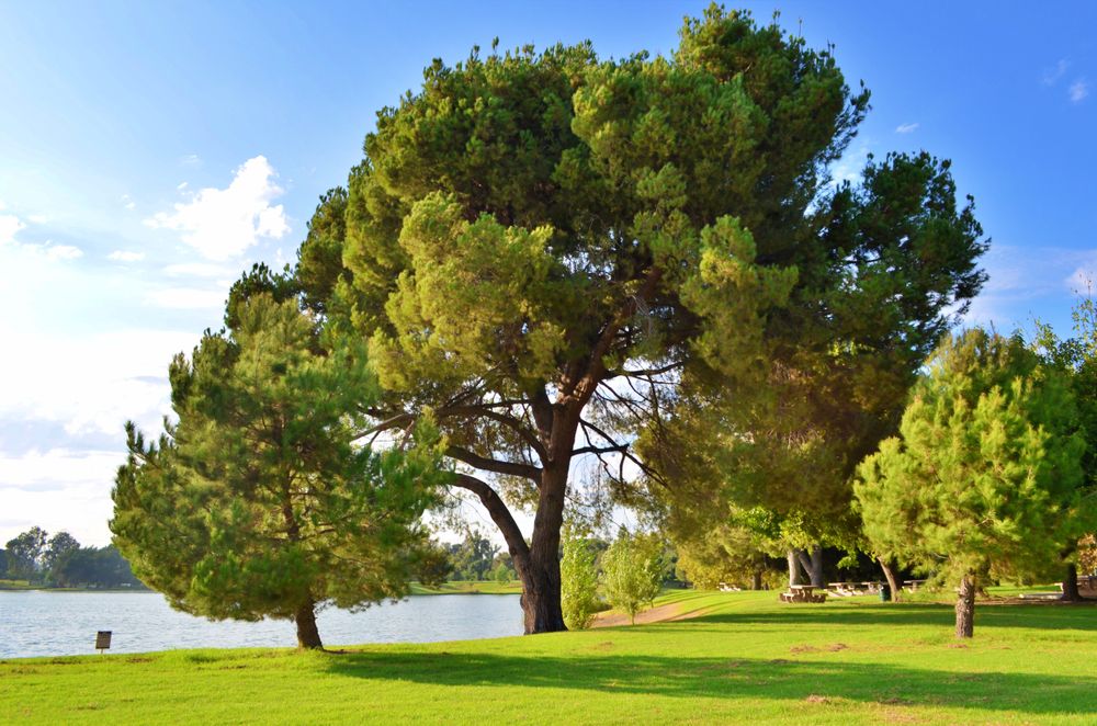 The grounds of Whittier Narrows Recreation Area near a lake
