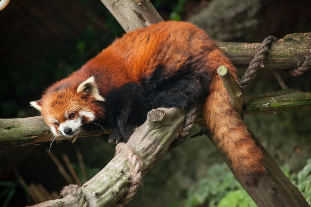 A red panda at Philadelphia Zoo
