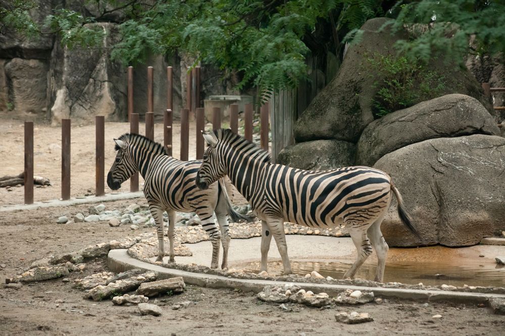 Zebras at Philadelphia Zoo