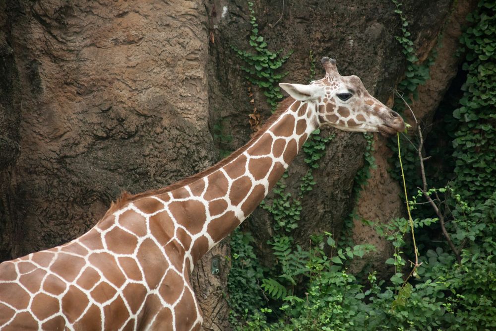 Giraffes at Philadelphia Zoo