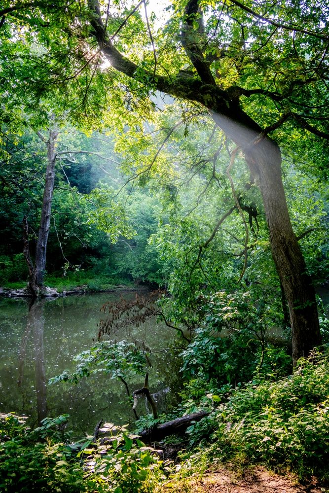 A pond at Wissahickon Valley Park