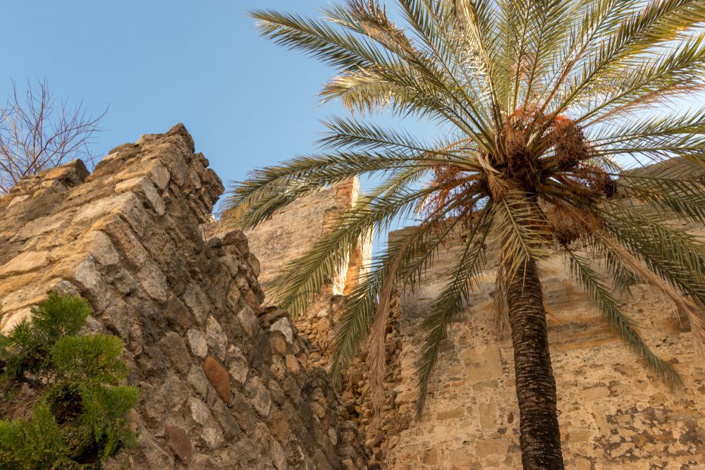 A tree near the walls of Murallas del Castillo