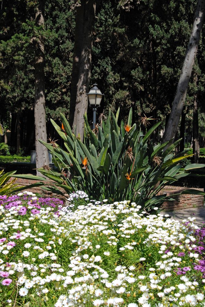 Beautiful flowers at Parque de la Constitución