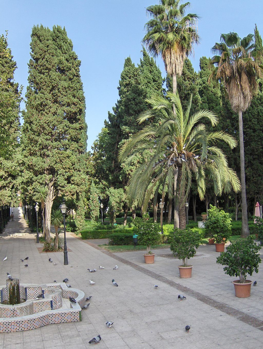 Pigeons on the grounds of Parque de la Constitución
