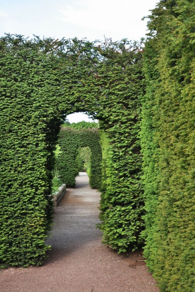 A bush archway at Slottstradgarden