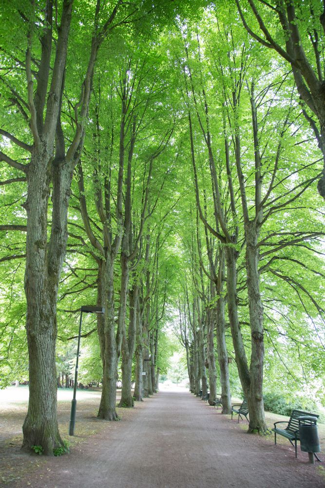 Walkway lined with tall trees at Slottstradgarden