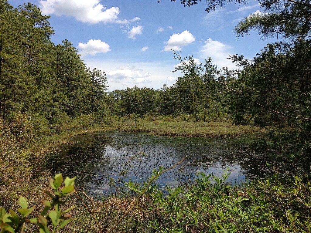 The waters of Brendan T. Byrne State Forest