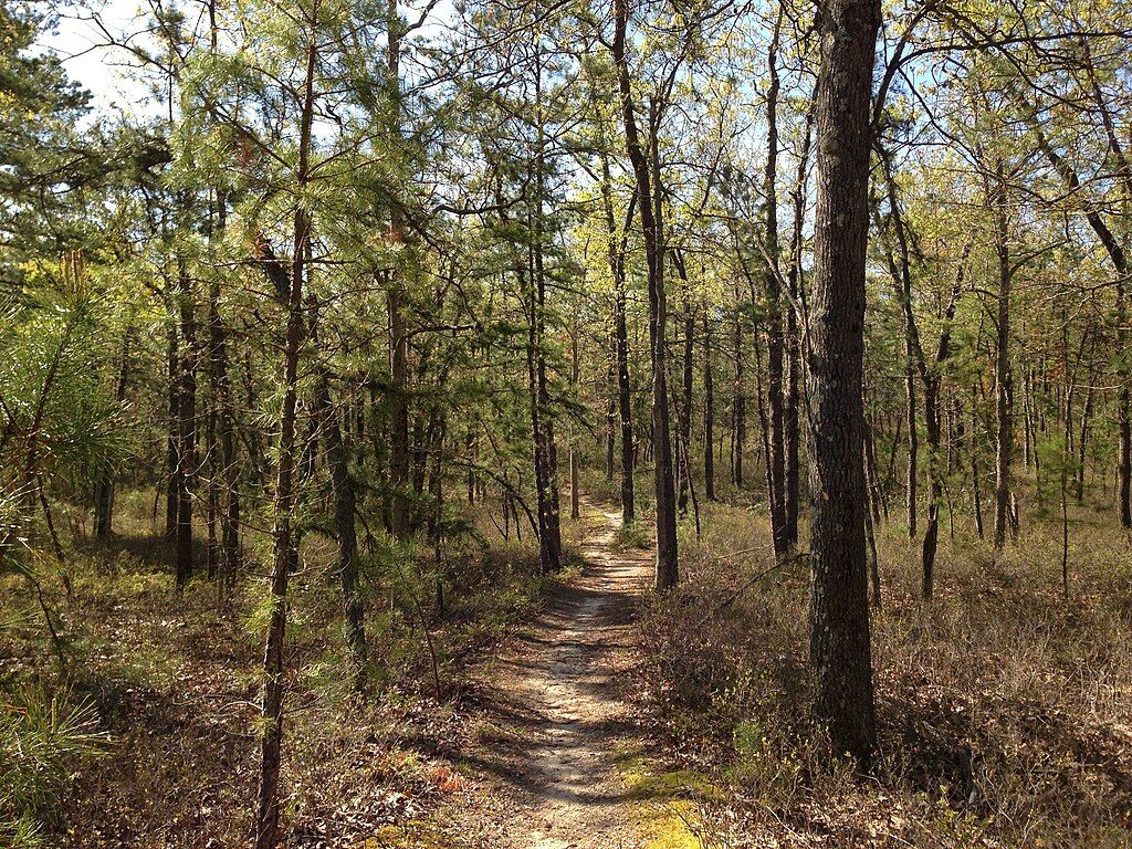 Nature trail at Brendan T. Byrne State Forest