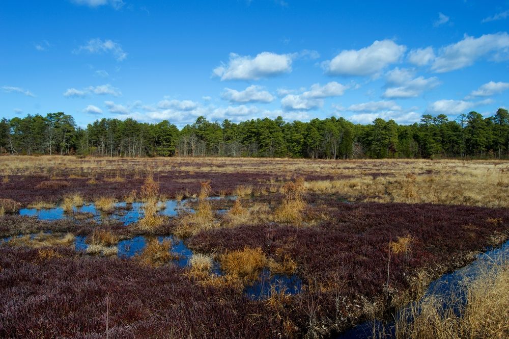 Cranberry bogs at Double Trouble State Park