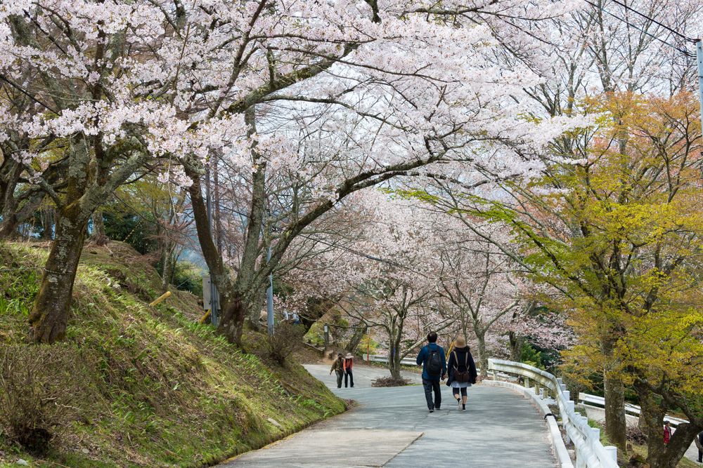 People in Mt. Yoshino