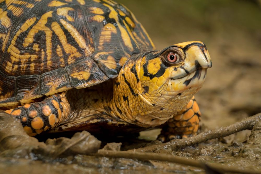 A turtle at Barfield Crescent Park