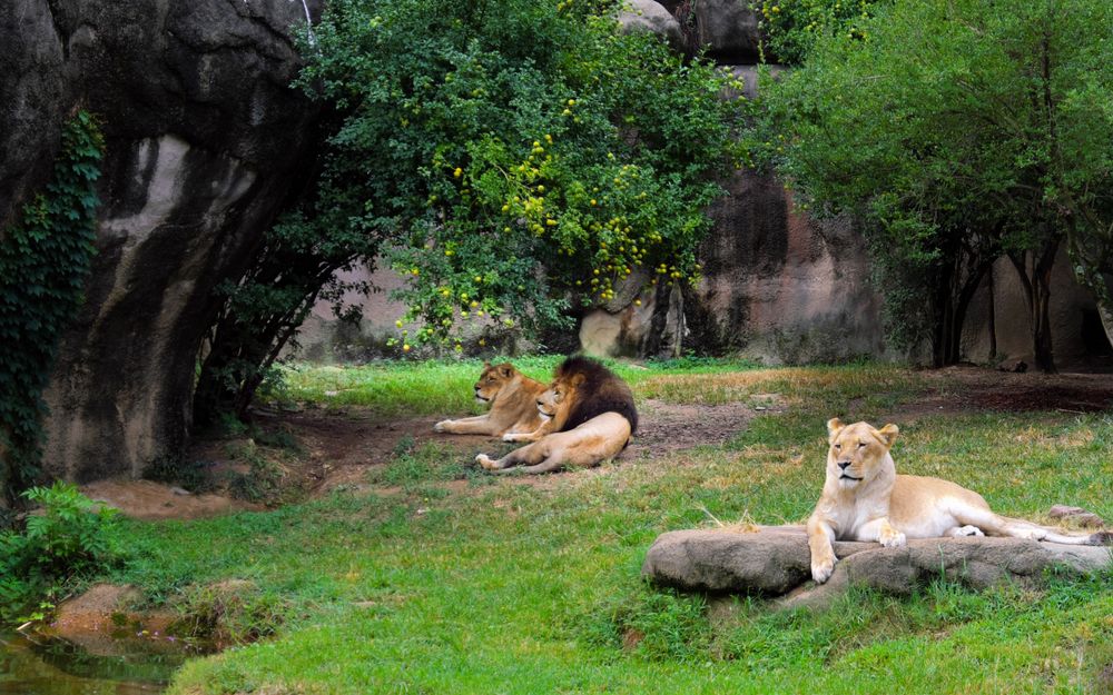 Lions at Memphis Zoo