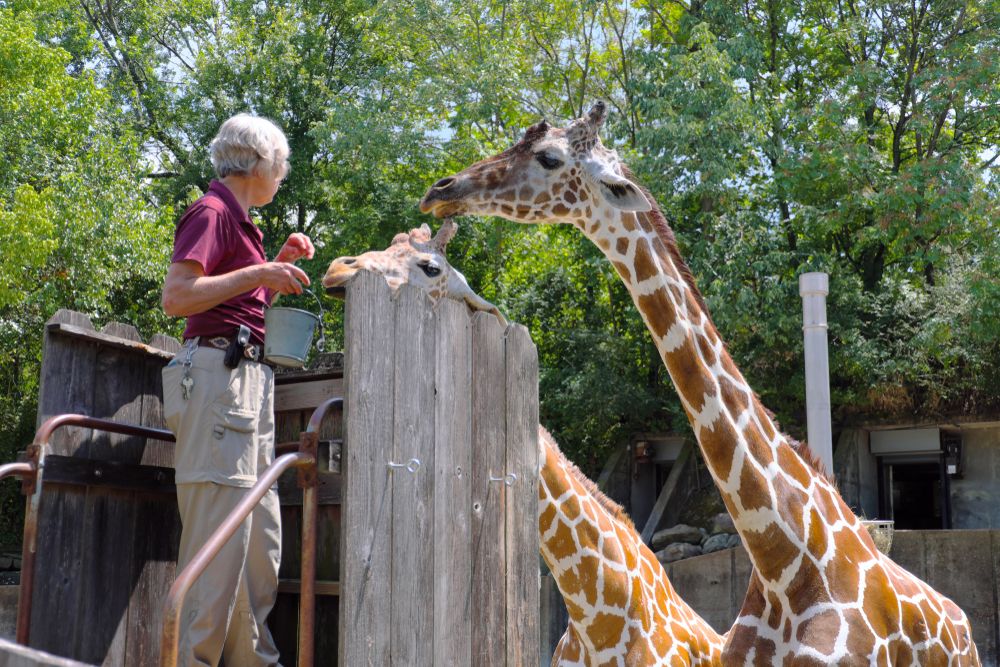 Giraffes at Memphis Zoo