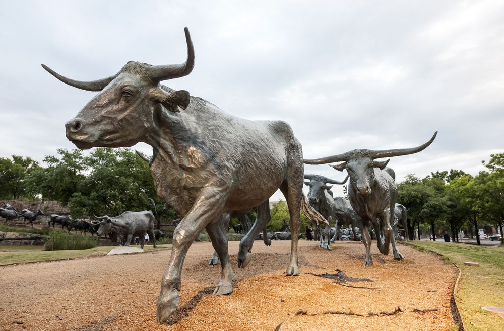 Close view of the cattle drive sculptures at Pioneer Plaza