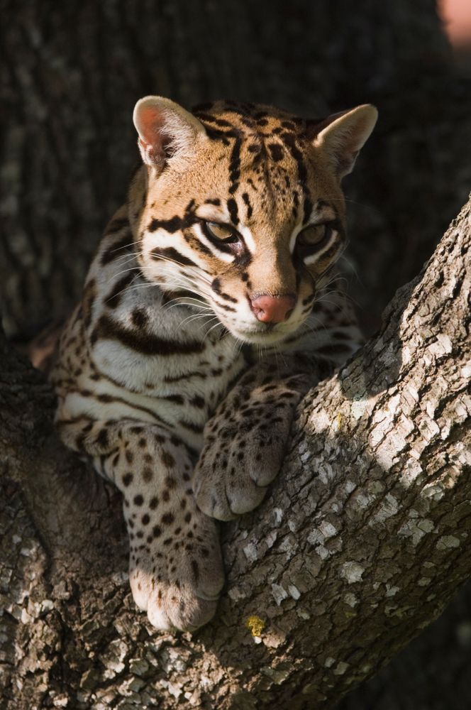 An animal at Welder Wildlife Refuge