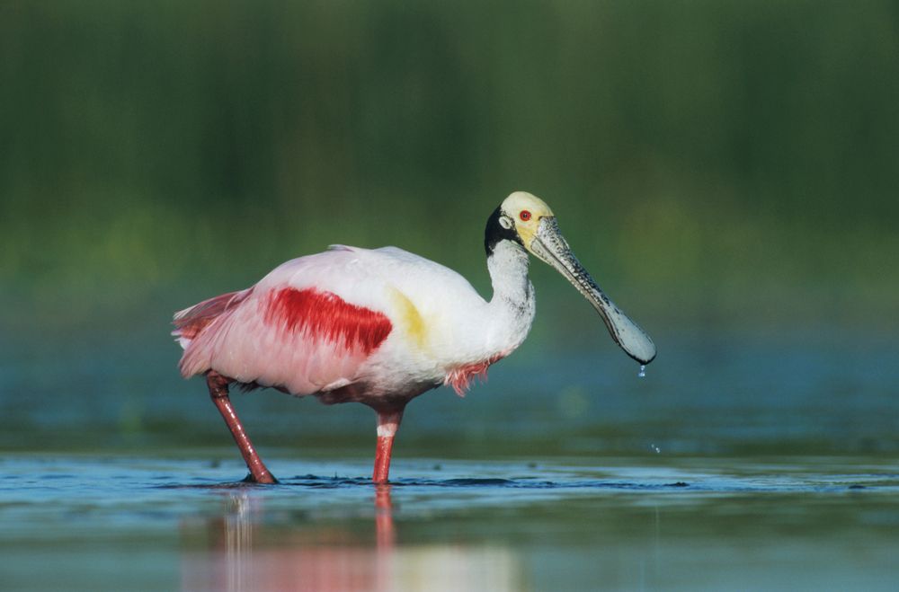A roseate spoonbill at Welder Wildlife Refuge