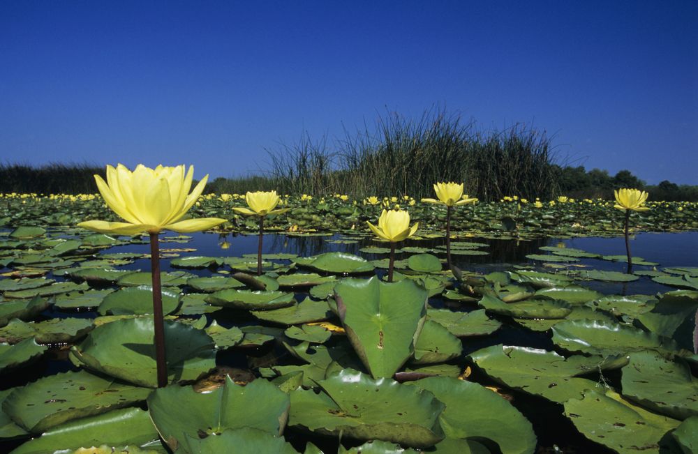 Waterlilies on the waters of Welder Wildlife Refuge
