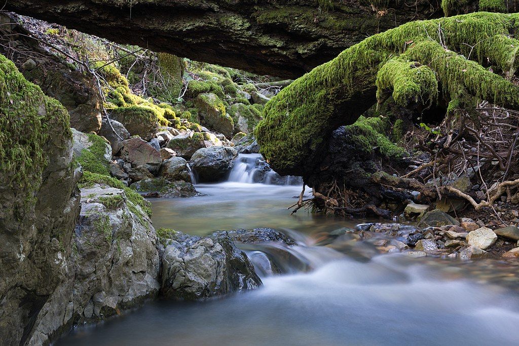 A creek at Mount Tamalpais State Park