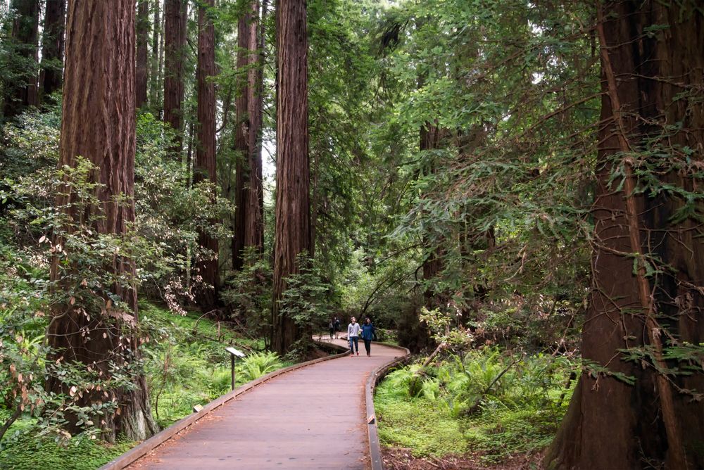 Boardwalk at Muir Woods National Monument