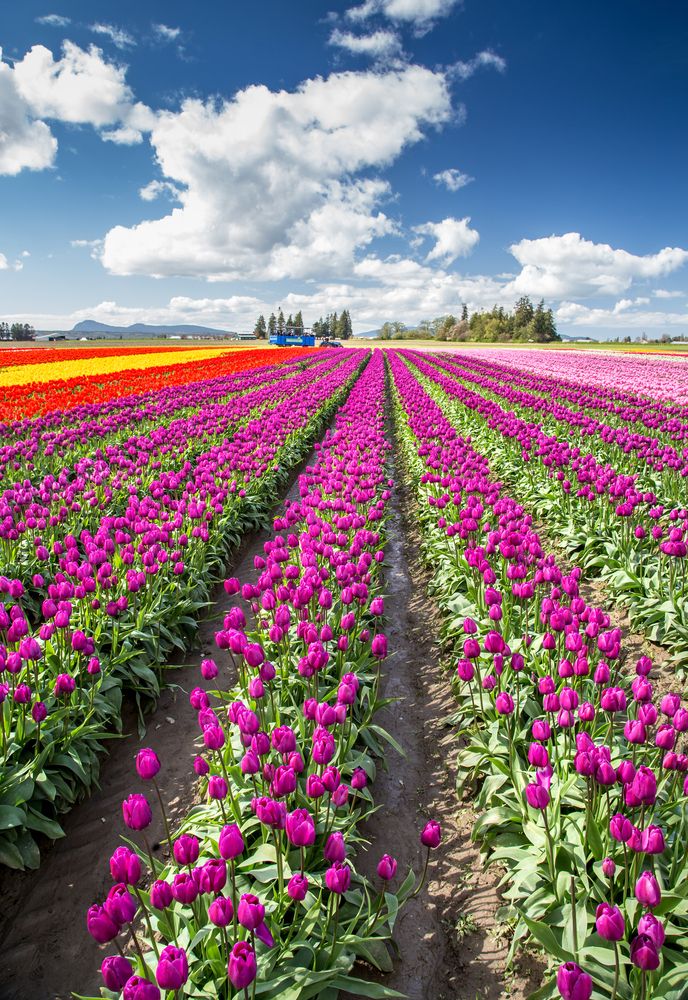 Colorful tulips during the Skagit Valley Tulip Festival