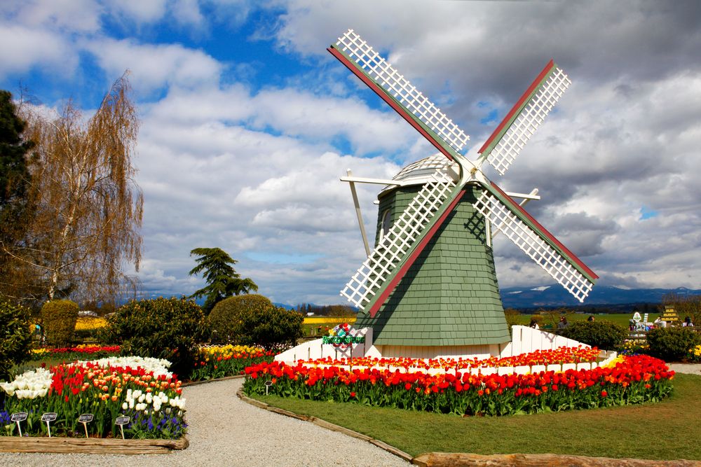 A windmill surrounded with tulips at Skagit Valley Tulip Festival