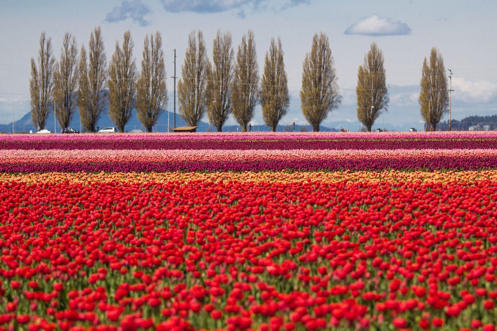 Vibrant tulips at Skagit Valley Tulip Festival