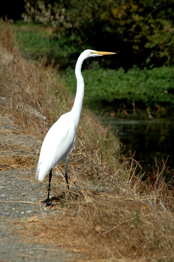An egret at Stevens Creek Trail
