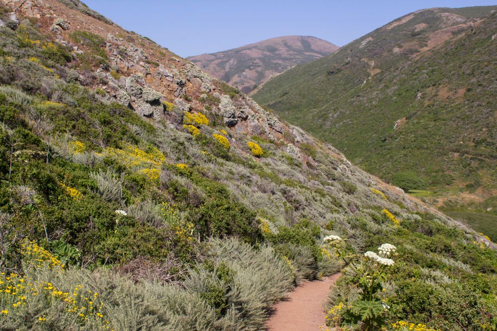 Wildflower lined trail at Tennessee Valley Trail