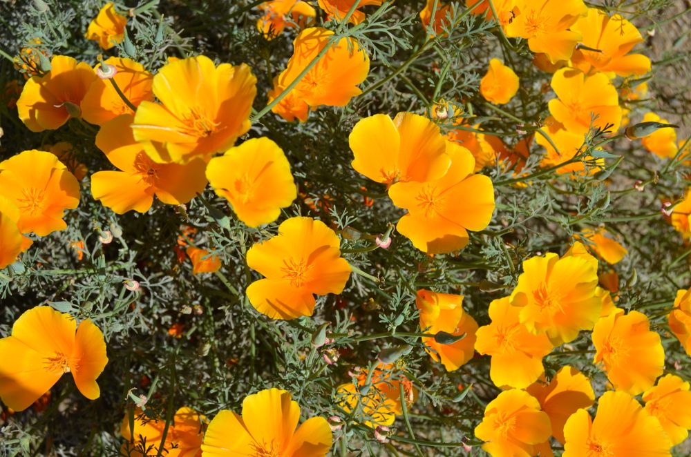 Bright poppies at UC Riverside Botanical Gardens
