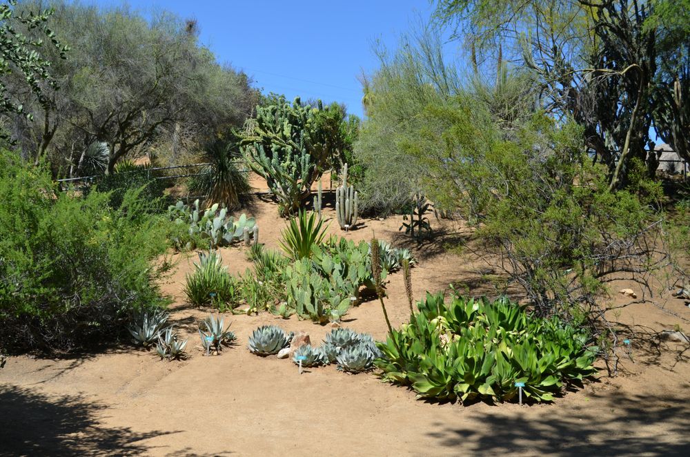 Succulents at UC Riverside Botanical Gardens