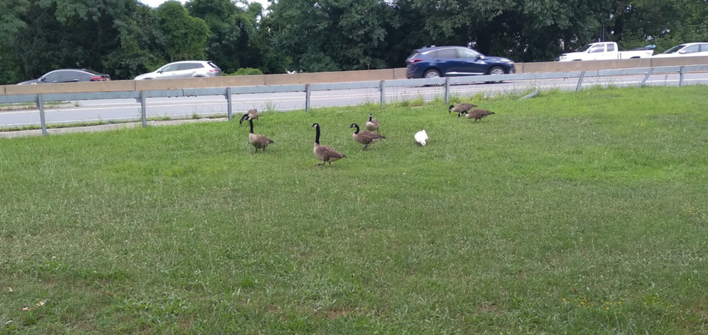 Geese at Willson's Woods Park